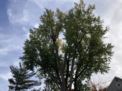 Populus deltoides
