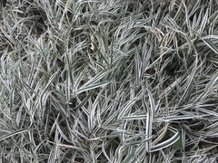 Phalaris arundinacea picta