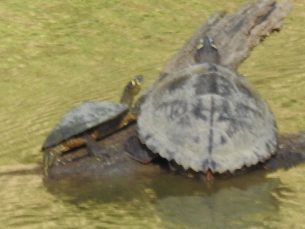 Ouachita Map Turtle