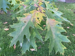 Quercus rubra