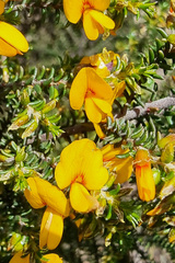 Pultenaea graveolens