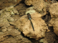 Rhionaeschna marchali