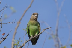 Poicephalus cryptoxanthus