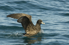 Procellaria aequinoctialis