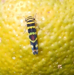 Agrosoma placetis