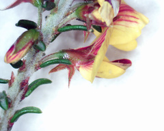 Pultenaea graveolens