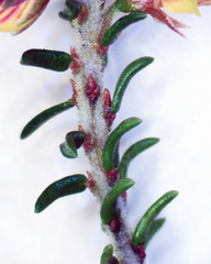 Pultenaea graveolens