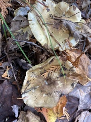 Tricholoma sejunctum