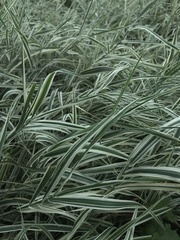 Phalaris arundinacea picta