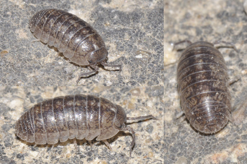 Arcangeli's Pill Woodlouse, photo 7 of 10