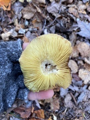 Tricholoma sejunctum