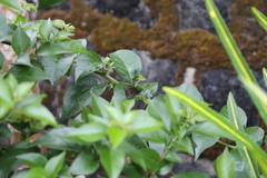 Strabena vinsoni