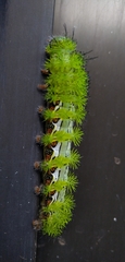 Automeris cecrops pamina