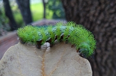 Automeris cecrops pamina