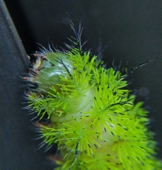 Automeris cecrops pamina