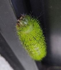 Automeris cecrops pamina
