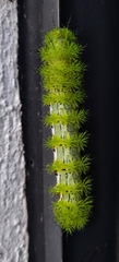 Automeris cecrops pamina