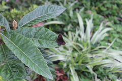 Strabena vinsoni