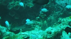 Chromis