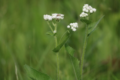 Parthenium hispidum
