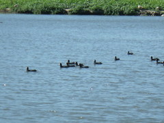 Fulica americana americana