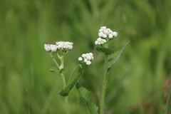 Parthenium hispidum