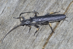 Austroperla cyrene