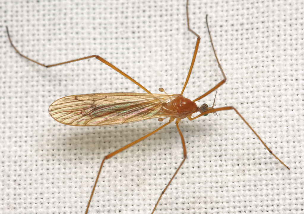 Phylidorea ferruginea