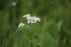 Parthenium hispidum