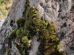 Bulbophyllum pygmaeum