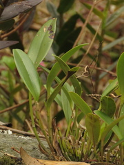 Stelis galeata