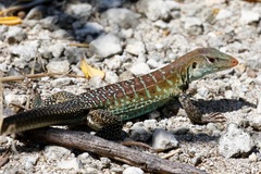 Pholidoscelis griswoldi