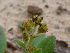 Tetragonia herbacea