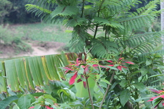 Strabena vinsoni