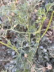 Eschscholzia californica