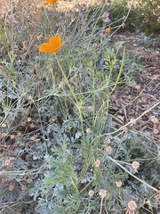 Eschscholzia californica
