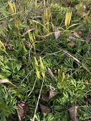 Diphasiastrum complanatum