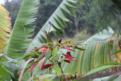 Strabena vinsoni