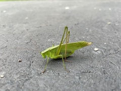 Scudderia curvicauda