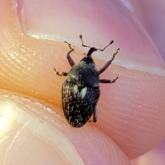 Geraeus modestus