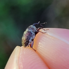 Geraeus modestus