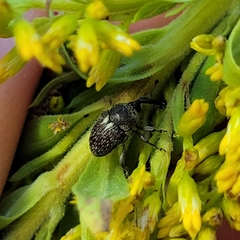Geraeus modestus