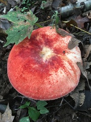 Russula pulchra