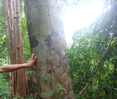 Copaifera langsdorffii