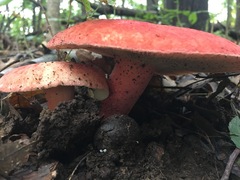 Russula pulchra
