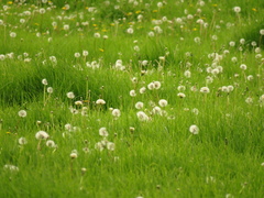 Taraxacum officinale