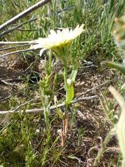 Malacothrix coulteri