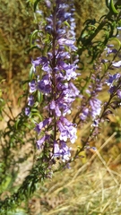 Anarrhinum longipedicellatum