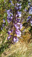 Anarrhinum longipedicellatum