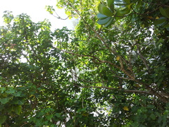 Hernandia nymphaeifolia